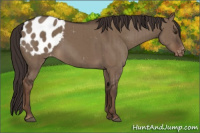 Horse Color:Liver Red Dun Appaloosa Brindle