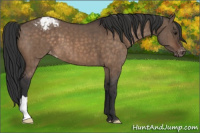 Horse Color:Brown Dun Snowcap Brindle 