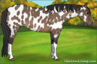 Horse Color:Brown Dun Appaloosa Brindle 