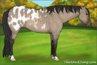 Horse Color:Brown Dun Appaloosa Brindle 
