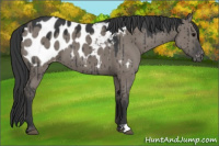 Horse Color:Grullo Near Leopard Brindle 