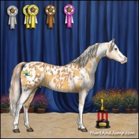 Horse Color:Palomino Splash  and Chestnut Appaloosa 