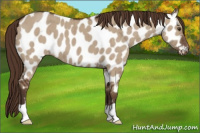 Horse Color:Liver Red Dun Appaloosa Brindle