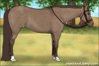 Horse Color:Liver Red Dun Appaloosa Brindle