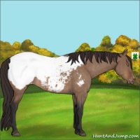 Horse Color:Bay Dun Appaloosa Brindle 