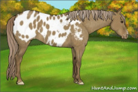 Horse Color:Chocolate Palomino Dun Appaloosa Brindle 