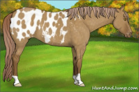 Horse Color:Chocolate Palomino Dun Blanket Brindle 