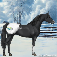 Horse Color:Black Appaloosa