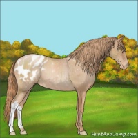 Horse Color:Chestnut Pearl Appaloosa 