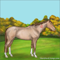 Horse Color:Bay Roan Pearl Rabicano 