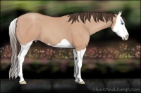Horse Color:Amber Champagne Splash 