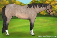 Horse Color:Buckskin Roan 