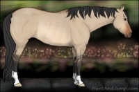 Horse Color:Bay Dun Rabicano
