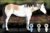 Horse Color:White Spotted Bay Dun Sabino Splash 