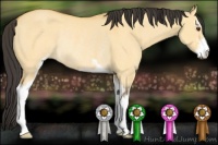 Horse Color:Buckskin Dun Sabino Rabicano