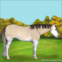 Horse Color:Buckskin Roan Dun Sabino Splash Rabicano 