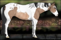 Horse Color:Bay Dun Sabino Tobiano Rabicano