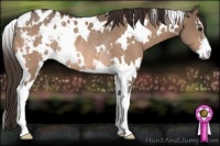 Horse Color:White Spotted Brown Dun Sabino Appaloosa Rabicano 