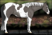 Horse Color:Grullo Sabino Tobiano 