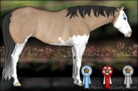 Horse Color:Bay Dun Sabino Splash Rabicano