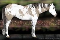 Horse Color:White Spotted Smoky Grullo Splash Rabicano 