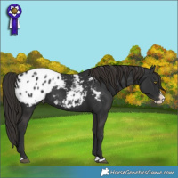 Horse Color:Liver Chestnut Splash Blanket