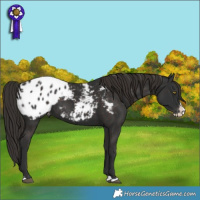 Horse Color:Liver Chestnut Splash Appaloosa 