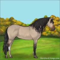 Horse Color:Bay Dun 
