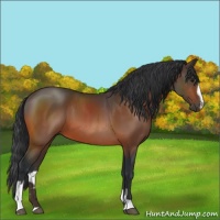 Horse Color:Bay Sabino