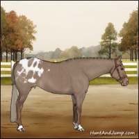Horse Color:Liver Red Dun Mushroom Appaloosa Brindle