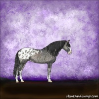 Horse Color:Blue Onyx Ice Sabino Appaloosa Rabicano 