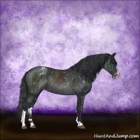 Horse Color:Black Sabino Appaloosa Rabicano 
