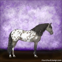 Horse Color:Grullo Sabino Appaloosa Rabicano 