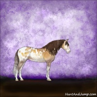 Horse Color:Sable Cream Champagne Onyx Sabino Appaloosa Rabicano