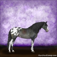 Horse Color:White Spotted Black Sabino Appaloosa Rabicano