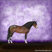 Horse Color:Brown Sabino Rabicano