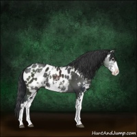 Horse Color:Black Sabino Appaloosa 