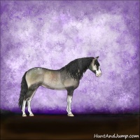 Horse Color:Blue Onyx Sabino Snowflake VarnishRabicano 
