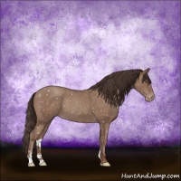 Horse Color:Classic Champagne Sabino Appaloosa Rabicano
