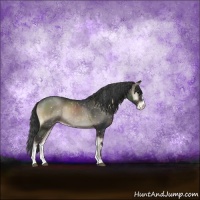 Horse Color:Blue Onyx Sabino Appaloosa Rabicano 