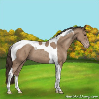 Horse Color:Classic Champagne Tobiano 