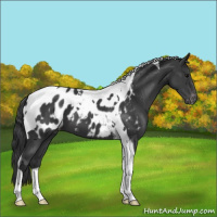 Horse Color:Black Tobiano Near Leopard 