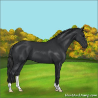 Horse Color:Black 
