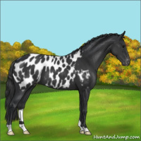 Horse Color:Black Appaloosa 