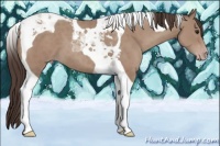 Horse Color:Classic Champagne Tobiano 