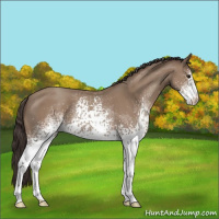 Horse Color:White Spotted Classic Champagne 