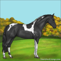 Horse Color:Black Tobiano