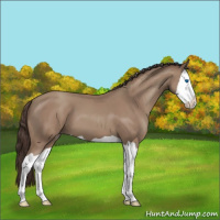 Horse Color:Classic Champagne Splash