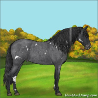 Horse Color:White Spotted Blue Roan Varnish