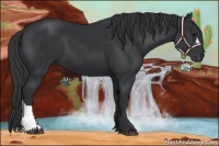 Horse Color:Black 